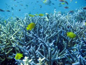 7月の沖縄の島のサンゴ礁