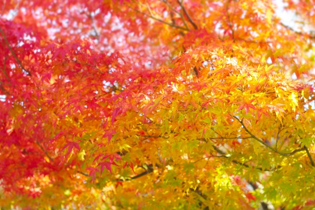 秋の紅葉の時期