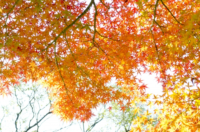 秋の紅葉の時期！福島市内