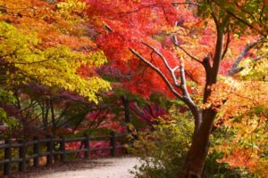 秋の紅葉の時期函館