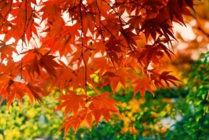秋の紅葉の時期苫小牧
