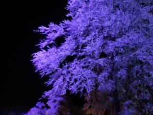 2月蔵王の樹氷