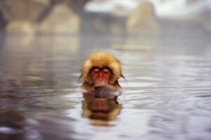 温泉につかる猿