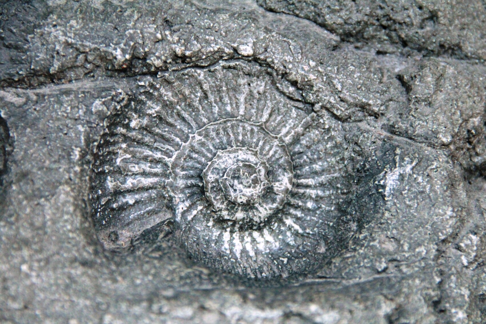 アンモナイトの化石